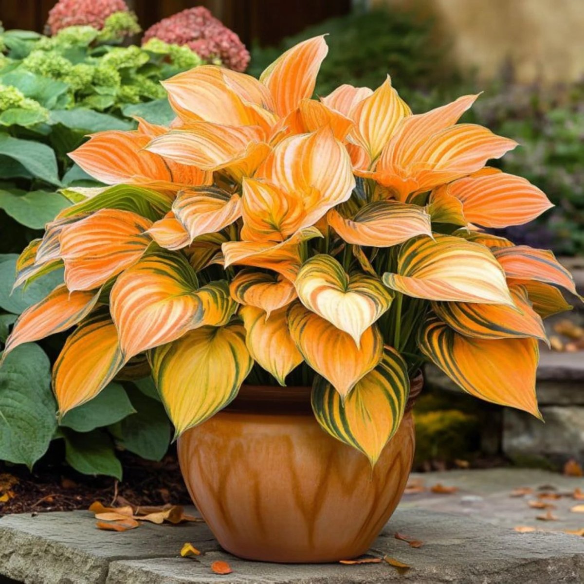Brilliant (Hosta) for Planter Exquisite Ornamental Blooms Stylish ... Stylish Smart Decor to Match Any Interior